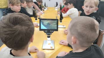 zaglądamy w bursztyn