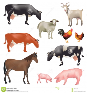 zwierząt-gospodarstwa-rolnego