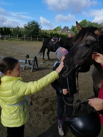 Dziewczynki głaskają konia 