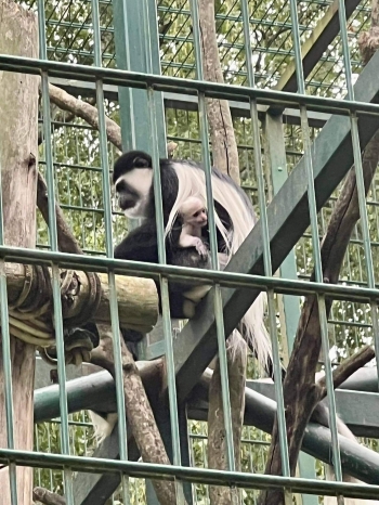 małpki w zoo.jpeg