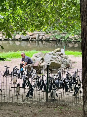 pingwiny w zoo.jpeg
