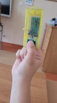 Klatka z pszczołami