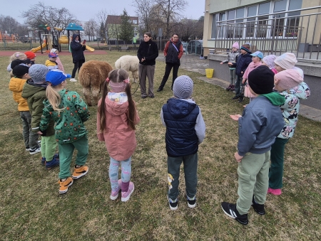 POWITANIE WIOSNY - Spotkanie z Alpakami 