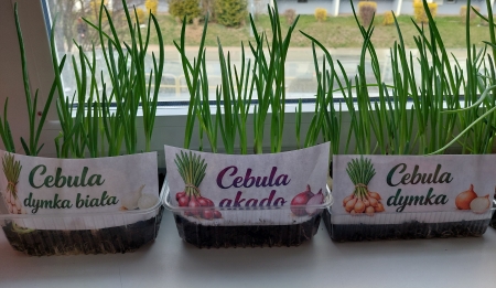 Sądzimy cebulki  :)