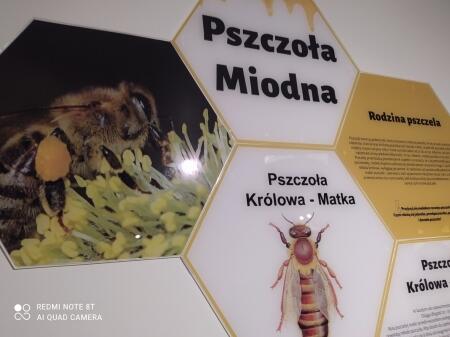 Wycieczka- Muzeum Miodu w Pszczółkach