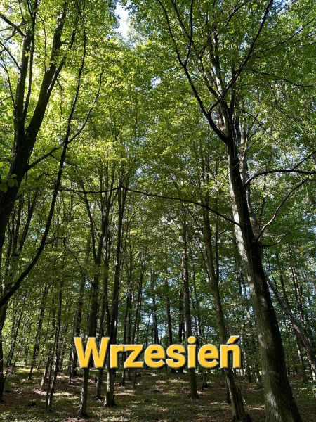 Wrzesień w 2c